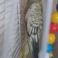 عروس هلندی  گلباقالی|پرنده|رشت, شهرک شهید رجایی|دیوار