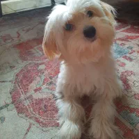 واگزاری پت خونگی