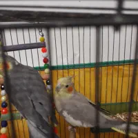 یک جفت طوطی عروس نر سخنگو یک میلیون|پرنده|لاهیجان, کوی زمانی|دیوار