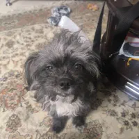 حیوان خانگی|سگ|صدرا-فارس, فاز ۱|دیوار