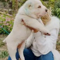 آلابای کائو روسی|سگ|تهران, بوستان سرخه حصار|دیوار