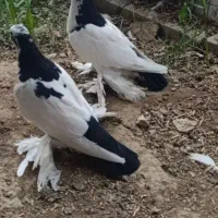 کبوتر بوینگلی