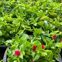 گل طبیعی|گل و گیاه طبیعی|رفسنجان, |دیوار