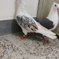 نر ی شون ماده شونی