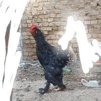 خروس پولند.مرندی. گردن گلابی کاکلی|حیوانات مزرعه|یزد, |دیوار
