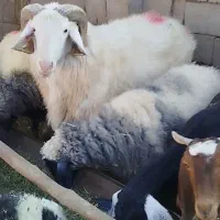 قوچ لاکن بختیاری اصل لنگ جمل بره میش|حیوانات مزرعه|نگار, |دیوار