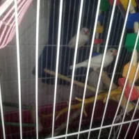 فنچ نرگسی با قفس