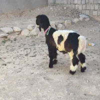 دوعدد بره نر اصلی میش نرمیش