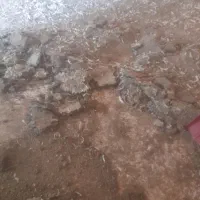 کود‌مرغی‌۱۰۰درصد‌خابص|خدمات باغبانی و درختکاری|ارومیه, |دیوار