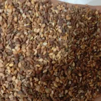 کنجد امسال|عمدهفروشی|بهبهان, |دیوار