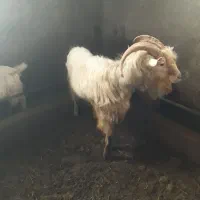 بز سانن|حیوانات مزرعه|سجاس رود, |دیوار