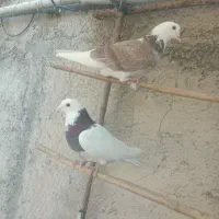 کفتر غریبگیری|پرنده|شهریار, رضی آباد بالا|دیوار