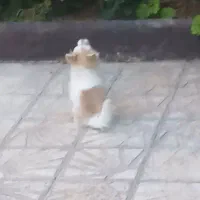 سگ توله پامر دستی وبازیگوش|سگ|مرودشت, بیست متری بیمارستان|دیوار