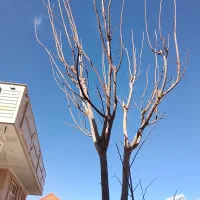 کاشت چمن طبیعی