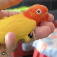 طوطی برزیلی رنگ خاص|پرنده|هندیجان, |دیوار