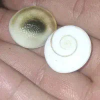 سرکتاب