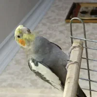 عروس هلندی گم شده