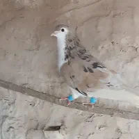 کبوتر ساده هفترنگ .طوقی