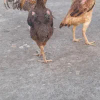 لاری اوردک بوقلمون معاوضه با بز( ماده)