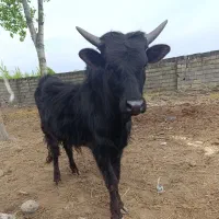 گاو نر ورزا گودر