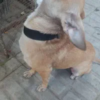 سگه