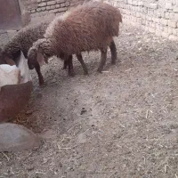 دوتا بره یکی نر یکی ماده