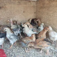 جوجه محلی  یک ماهه