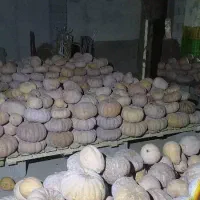 کدو انجیری بهاره|خوردنی و آشامیدنی|ضیابر, |دیوار