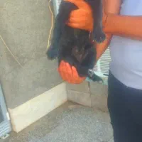 جفت سگ پاکوتاه