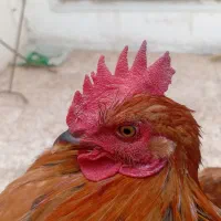خروس گلپایگانی اصیل