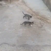 گربه خانگی نروماده|گربه|مشهد, آزادشهر|دیوار