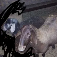 میش دندون سالم ۲۲۰ وبره نر زیر ۴۰کیلو ۳۳۰|حیوانات مزرعه|تایباد, |دیوار