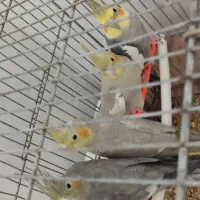 عروس هلندی مولد به همراه جوجه های تازه دون خور