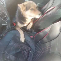 سگ ژرمن واسه نگهبانی