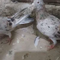 کفتر نرو ماده سرور