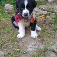 فروش دو عدد توله سگ قدرجونی