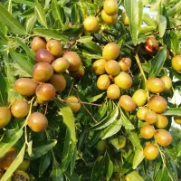 افزایش چند برابری محصول کود ارگانیک