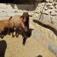 بزغاله وقوچ افشاری داشتی|حیوانات مزرعه|اندیمشک, |دیوار