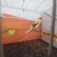 قناری کشیده بلند