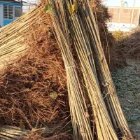 نهالستان همه ارقام درجه یک بادام و صنوبر