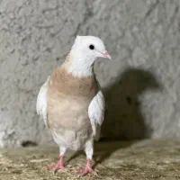 کبوترطوقی|پرنده|چابهار, |دیوار