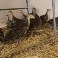 جوجه بوقلمون بیوتی و برنز|حیوانات مزرعه|بهبهان, |دیوار