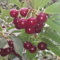 نهال درخت ۳ ساله گلدانی آماده کاشت