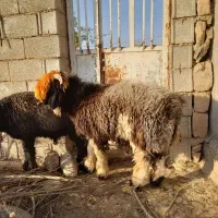 سه تا بر ه تخمی درجه یک|حیوانات مزرعه|مسجد سلیمان, |دیوار