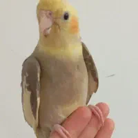 عروس هلندی آهویی نر