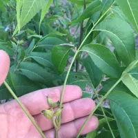 گردوپکان‌گرمسیری پیوندی گلدانی