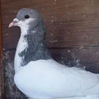 گرفتنی|پرنده|شیراز, کوشک میدان|دیوار