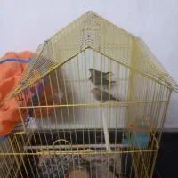 فنچ|پرنده|گرگان, |دیوار