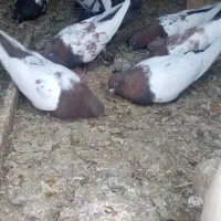 4جفت سینه خوشگل