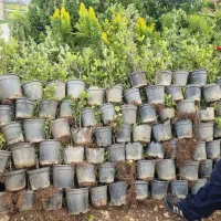 متنوع ترین درجوانرود